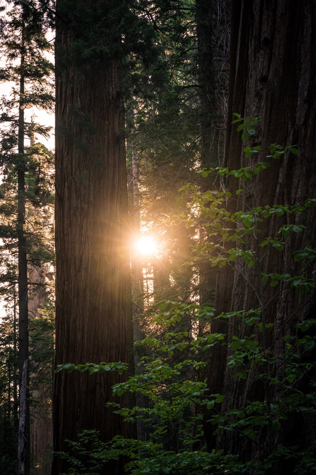 Sunlight entering a redwood forest