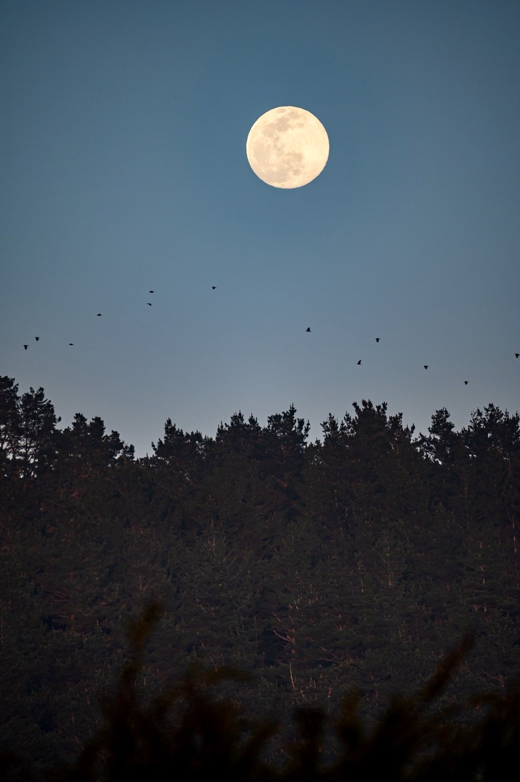 Birds crossing the moon in Montara, California